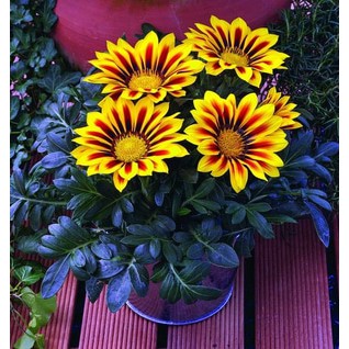 Benih-Bibit Bunga Gazania Pive Tesino (Haira Seed)