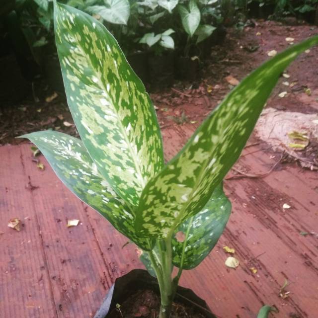 Tanaman hias blanceng - blanceng