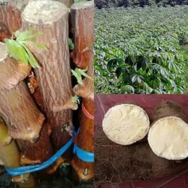 Benih bibit pohon singkong kuning mentega