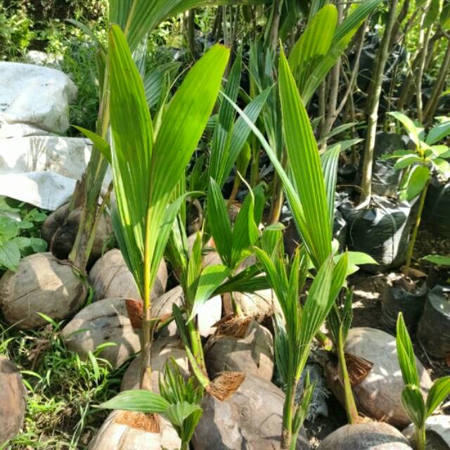 BIBIT TANAMAN KELAPA GENJAH bibit kelapa genjah entok bibit kelapa entok bibit kelapa hijau genjah