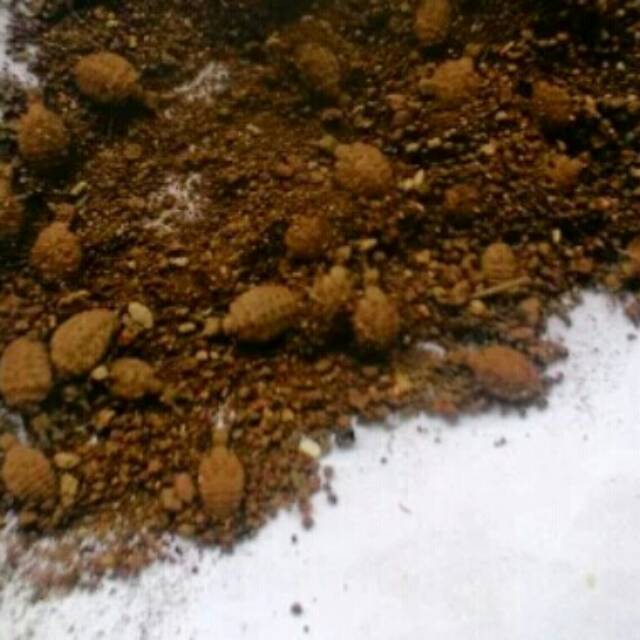 Undur undur hidup hewan undur undur serangga mundur