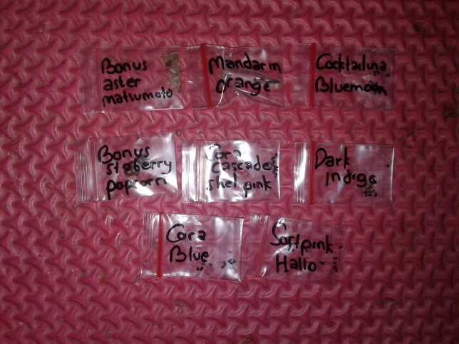 Vinca Softpink Hallo (benih/seed/biji) Tegak