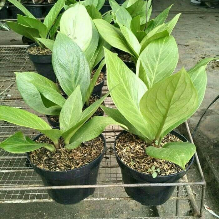 jual Tanaman Hias Anthurium Jemani Cobra - Anthurium