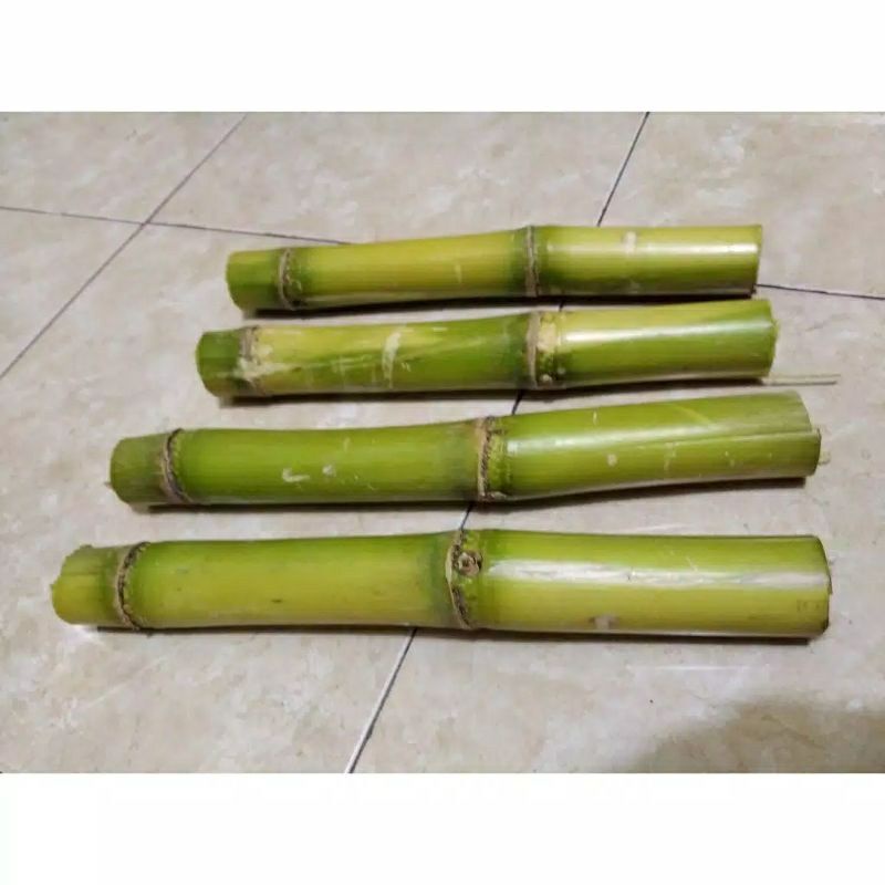 1KG BIBIT STEK TEBU HIJAU SIAP TANAM ATAU KONSUMSI MURAH