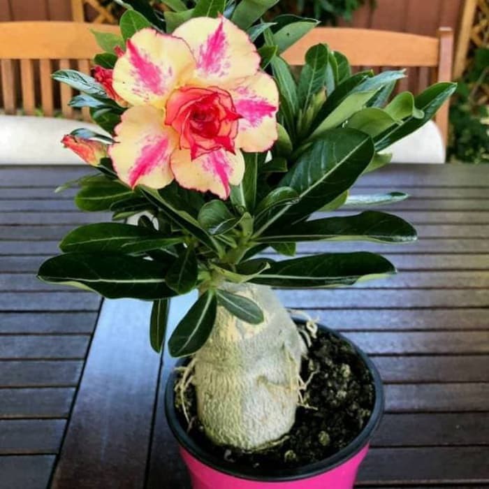 Promo Pohon Bunga Adenium Kamboja Jepang Bahan Bonsay Plus Pot Dan Shopee Indonesia