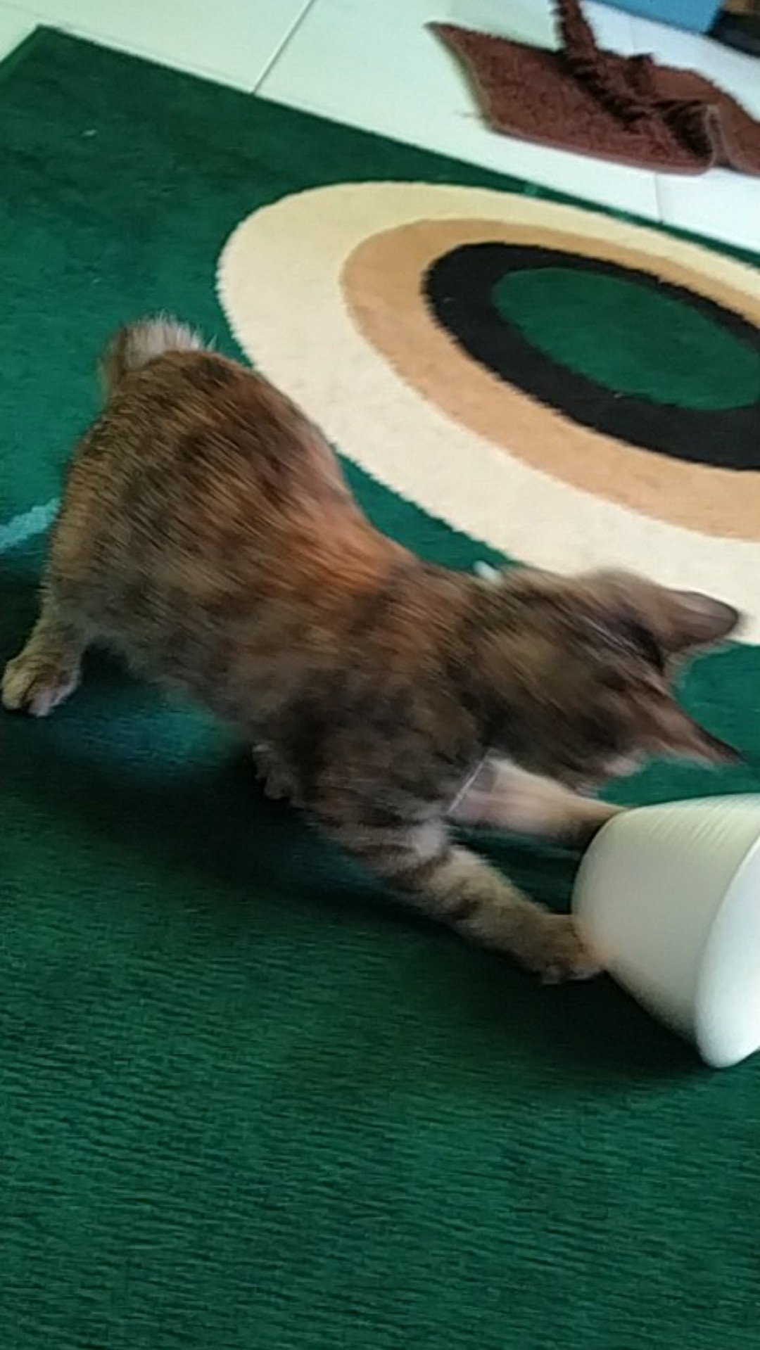 Pot Bunga Tawon Putih 10cm