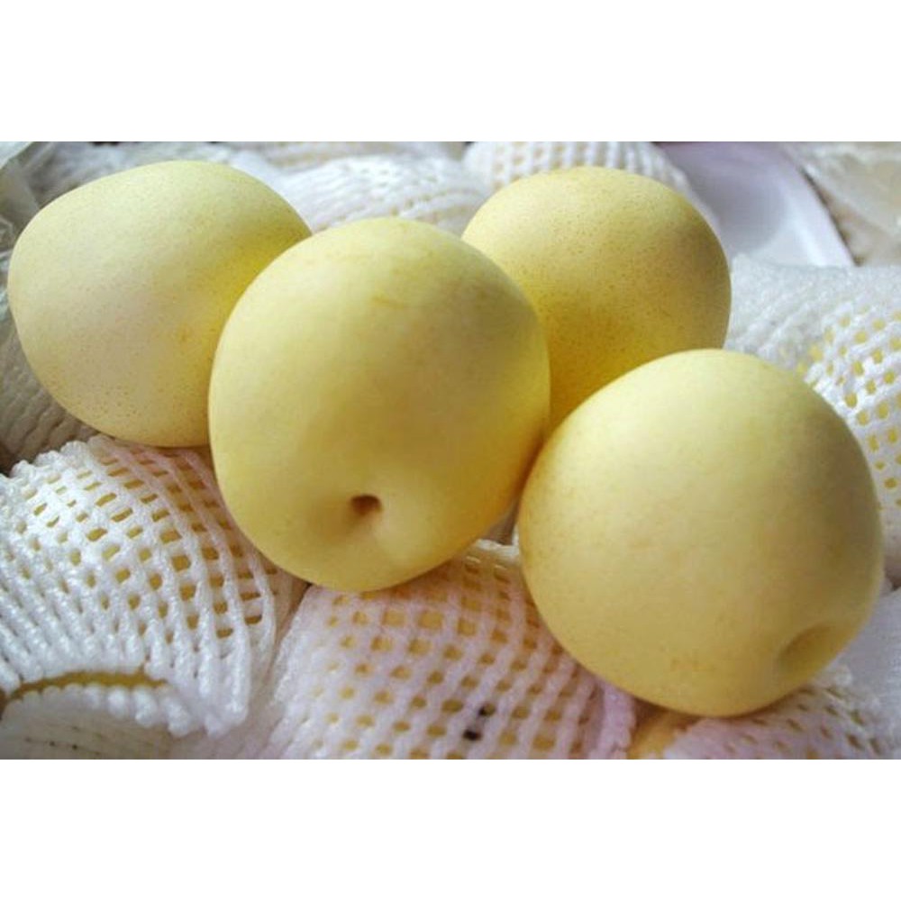 Jual Buah Pir Century Eramart Shopee Indonesia