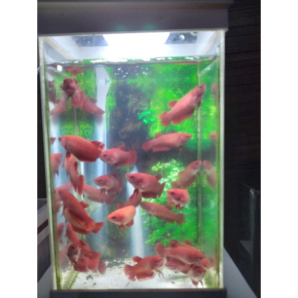 

female bagan merah(super red)