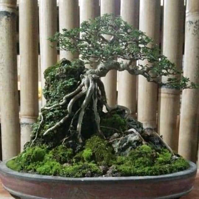 muhammad_amin_arifin