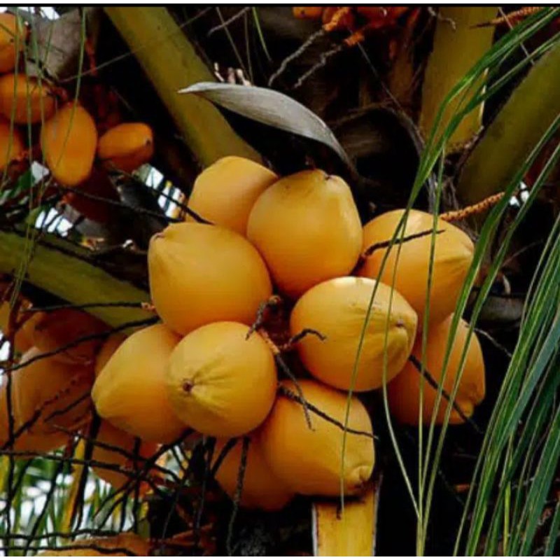 

buah kalapa gading 1.kg(masih utuh belum dikupas)
