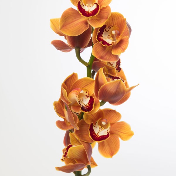 Cymbidium Iridioides Giganteum