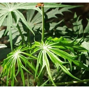 Bibit Tanaman Herbal Pohon Yodium