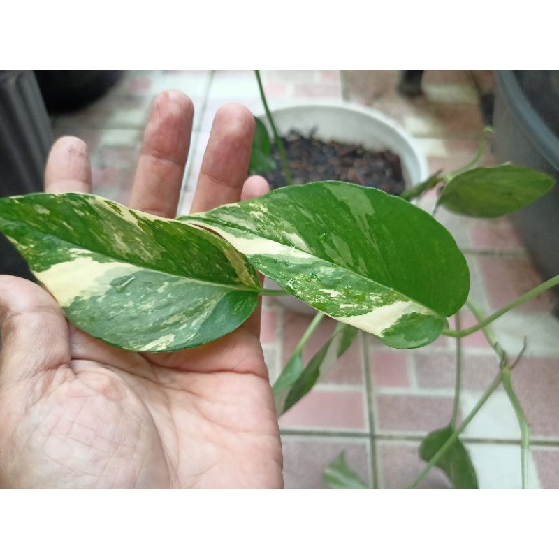 Epipremnum Pinnatum Variegata Epipremnum Ekor Naga Variegata (per tanaman)