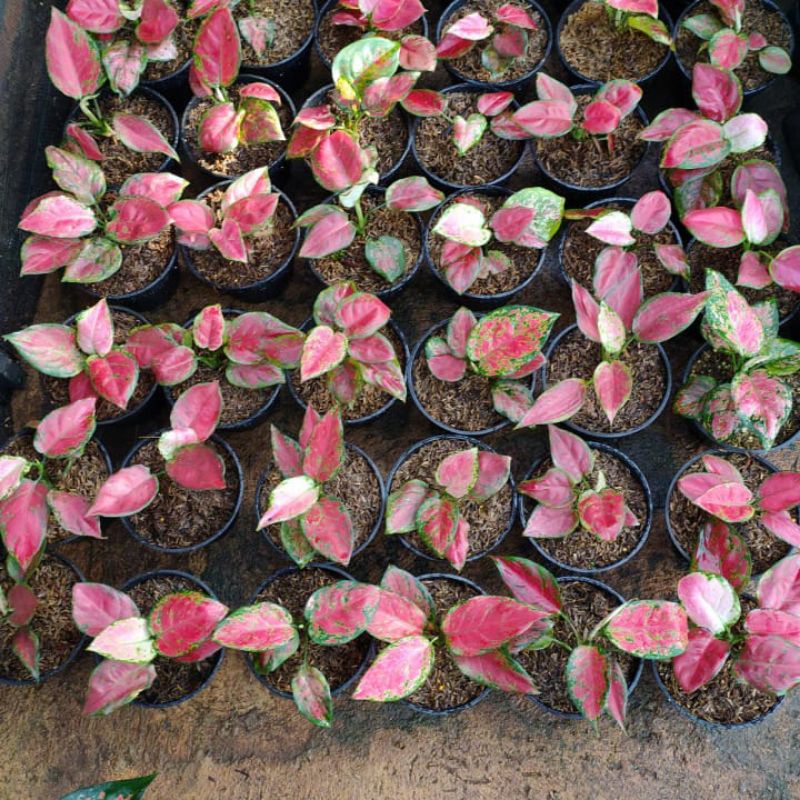 aglonema black anjamani//aglonema anjamani anakan