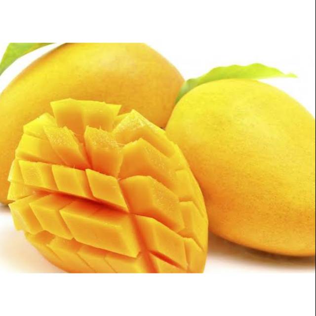 Bibit buah mangga okyong okulasi