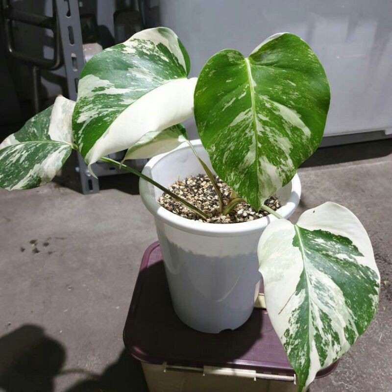 Monstera Deliciosa VARIEGATA /monstay