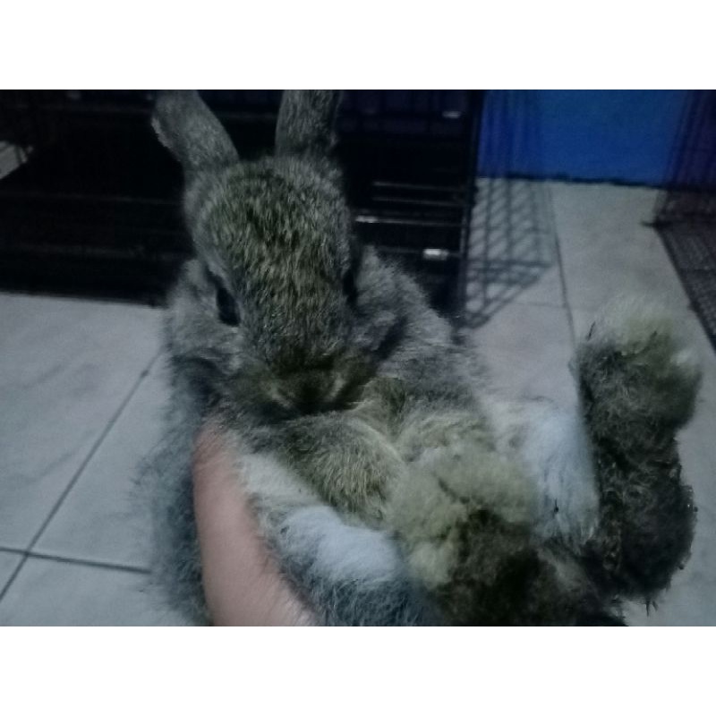 Anakan kelinci lokal lucu