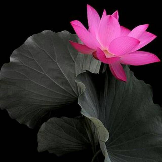 nengsihkhemakalyanitay