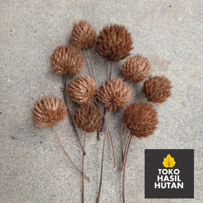 Bunga Kering Pompom / Pompom Bunga Kering - Toko Hasil Hutan