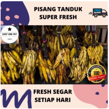 

Buah Pisang Tanduk Sukabumi Super Fresh 100% Segar (Per 3 Buah)
