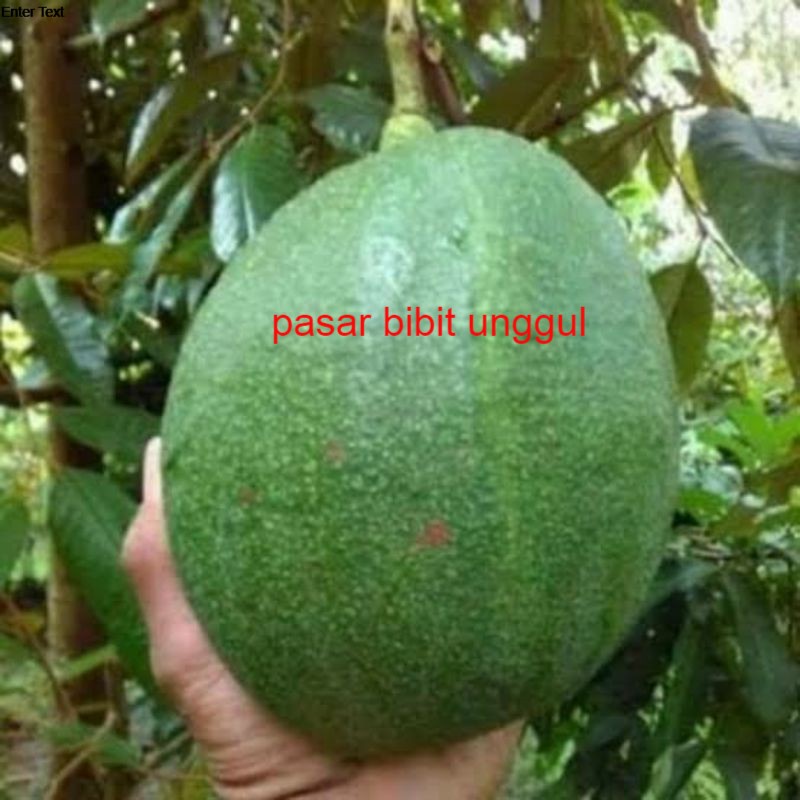 Bibit Buah Alpukat Kendil Super Jumbo Bibit Tanaman Alpukat Kendil Jumbo Asli