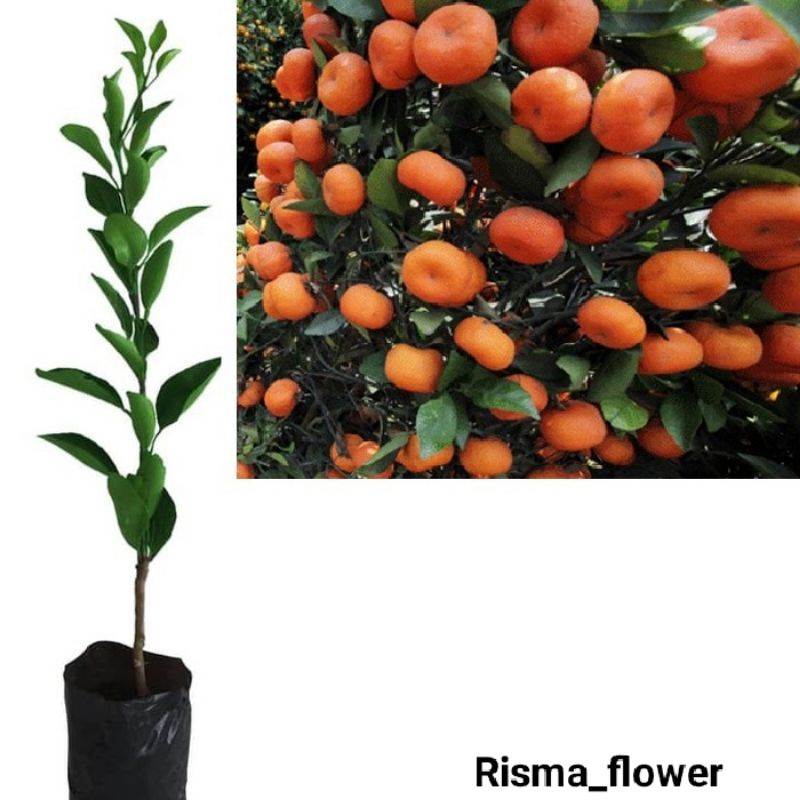 POHON JERUK SANTANG MADU / TANAMAN BUAH JERUK SANTANG MADU