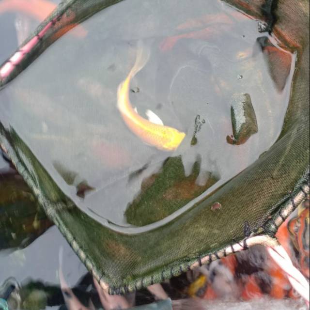 Ikan Koi Sukabumi (Size S )harga satuan