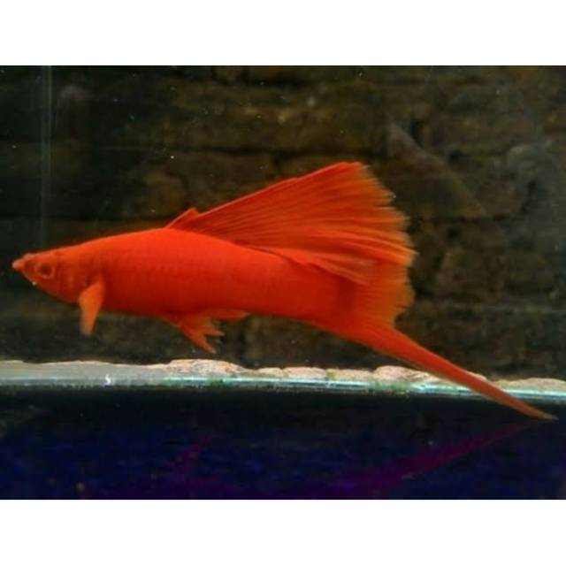 Albino Bloodred swordtail (HIGHFIN) kualitas