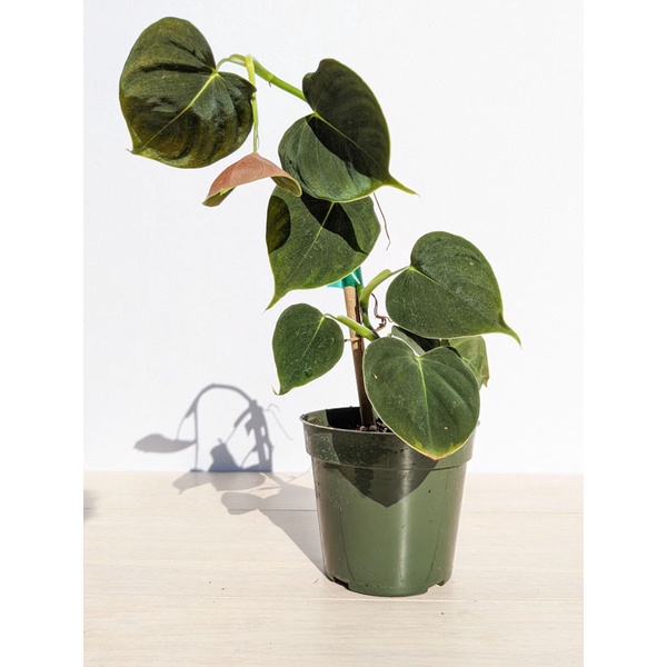 PHILODENDRON LUPINUM TANAMAN HIAS PHILO MURAH TERAWAT