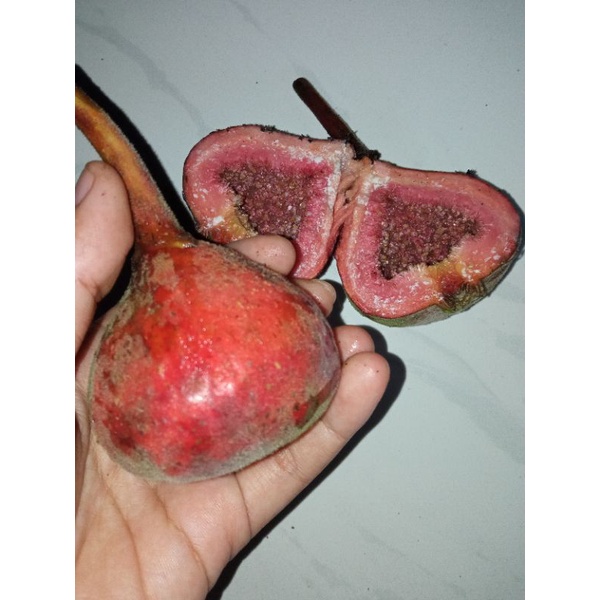 

buah tin afrika buah surga fresh organik 1 kg