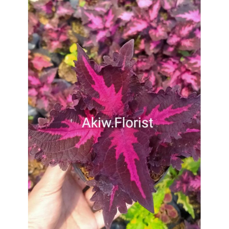 tanaman hias miana black lipstik