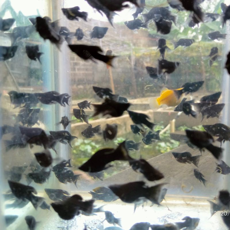 ikan black molly cagak