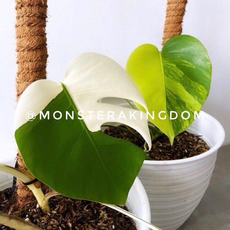 Monstera Marmorata Super Ekonomis