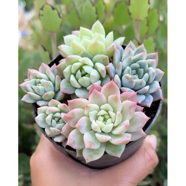 Sukulen Echeveria Prolifica Perform Import Pink