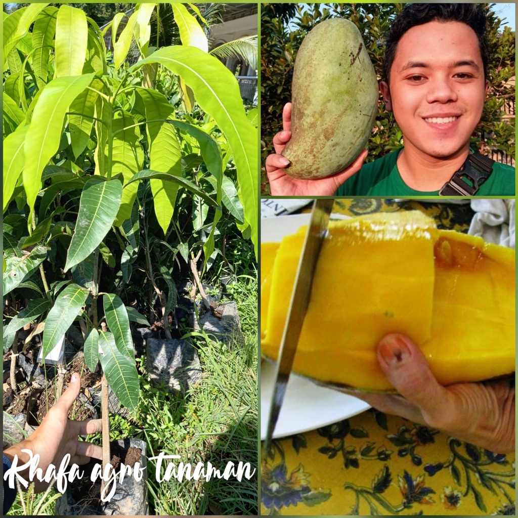 Bibit mangga mahatir jumbo