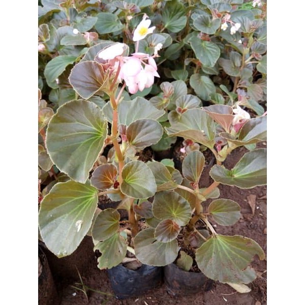 jual tanam hias begonia - tanaman begonia - begonia