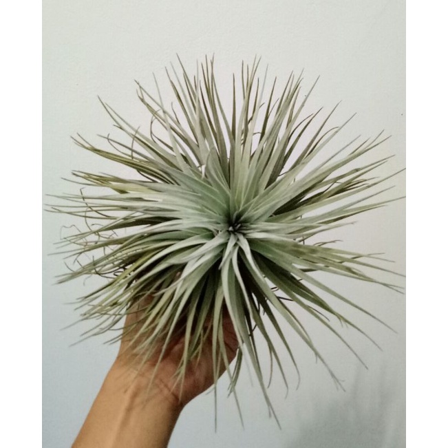 Paket Tillandsia fuego, cc, houston, vanhyngini