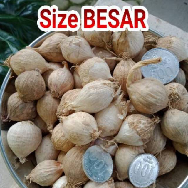 

Bawang putih tunggal /lanang/ solo garlic lokal BESAR