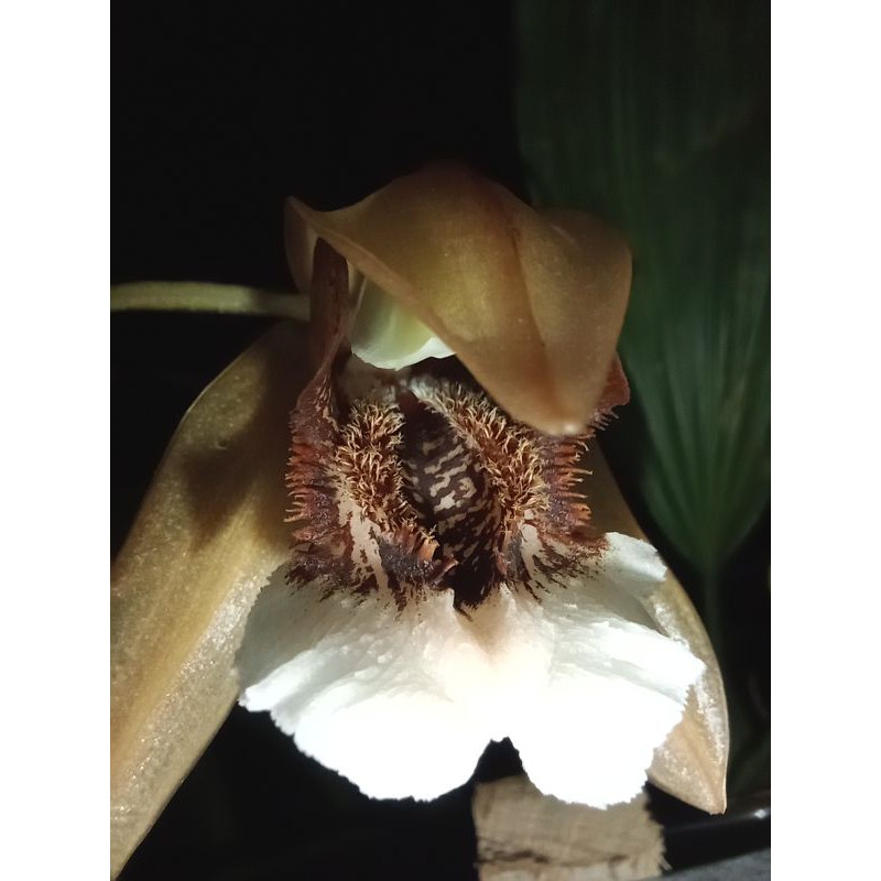 anggrek spesies coelogyne speciosa