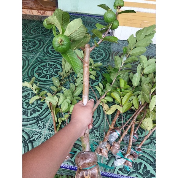 Bibit fresh cangkok jambu kristal merah jumbo paket 4 batang