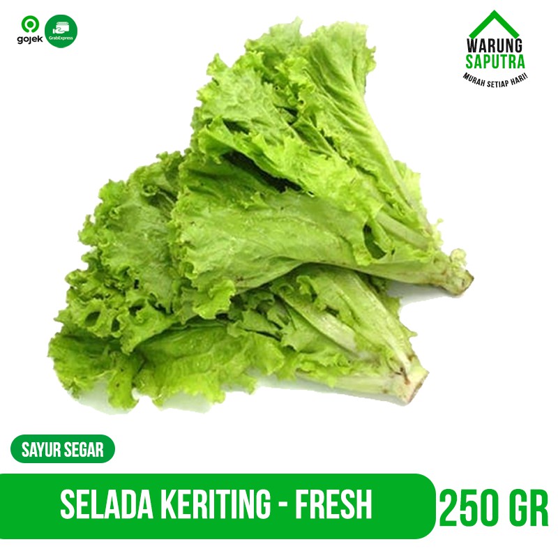 

Sayur Selada Keriting / Selada Bokor Bandung 250g