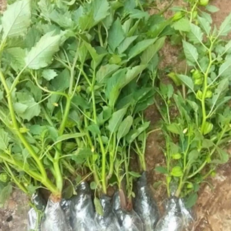

Ciplukan / cecenet (akar-batang-daun-buah muda)