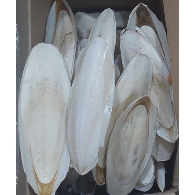 Asinan Tulang Sotong Ukuran 20 - 25 CM / 1 Kg