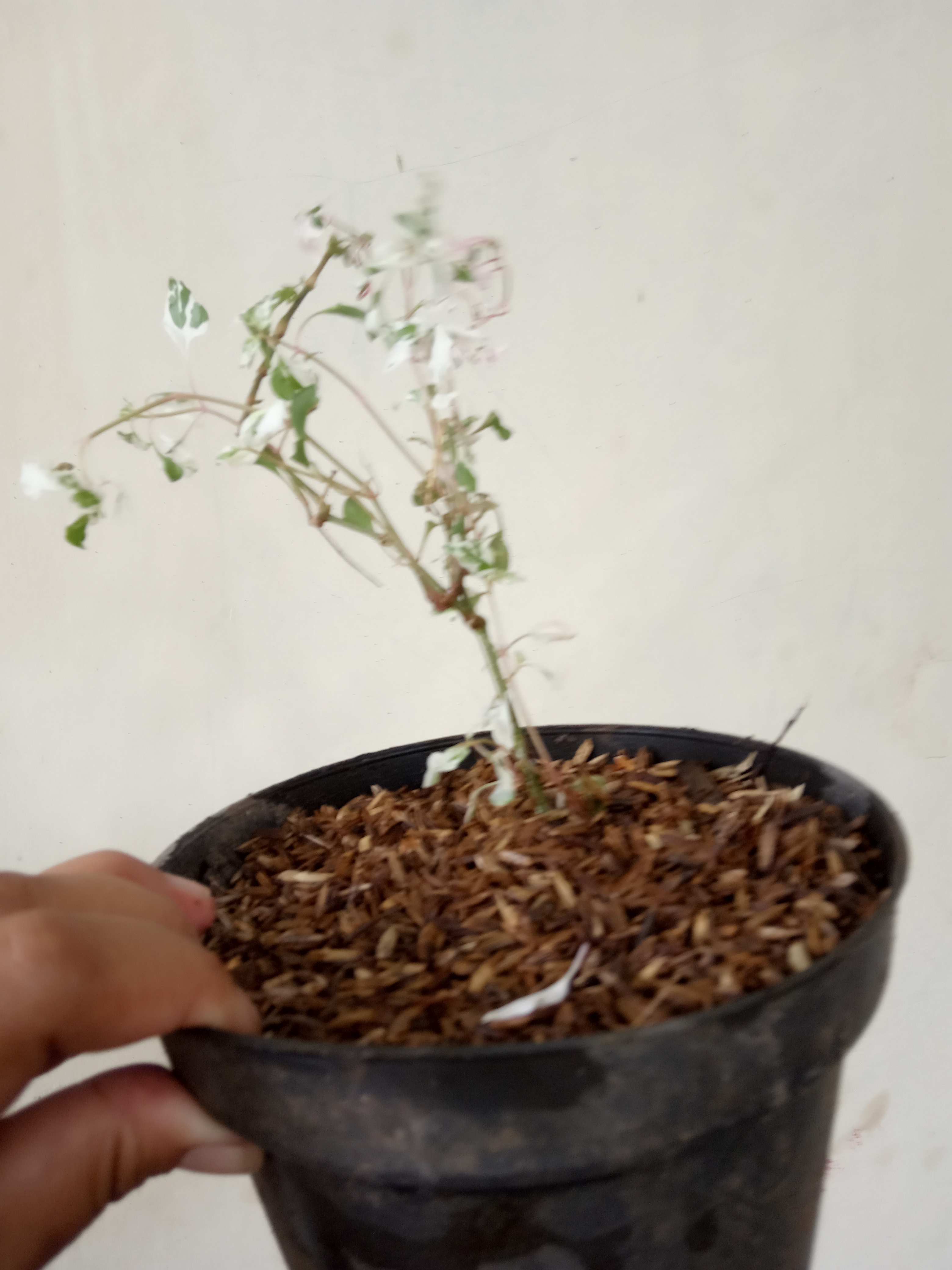 Tanaman Krokot Salju