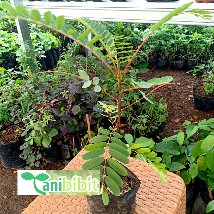 Bibit Turi Merah Pohon Kembang Bunga Obat Herbal