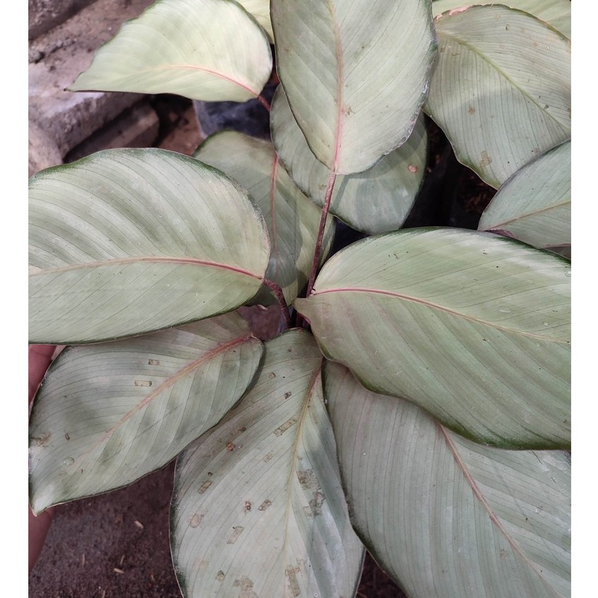 Bunga Kalatea Calathea Silver Murah Cantik Terawat