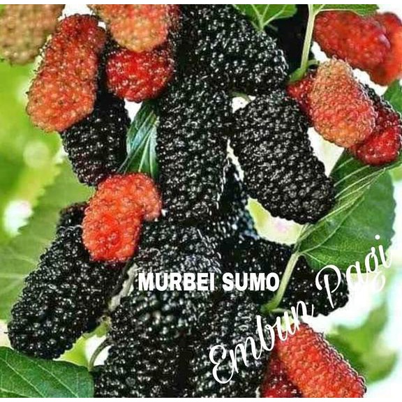 KWALITAS TERBAIK Terlaris Bibit buah Murbei sumo VIRAAAALL