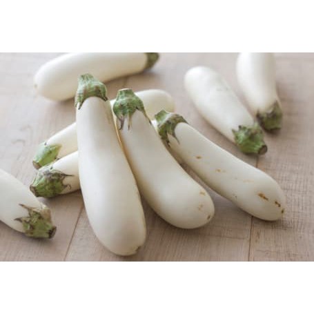 Benih Bibit Biji - Terong Putih Panjang F1 Seeds - Cocok Dataran Rendah sd. Menengah - Panen Dalam 50 Hari - White Long Eggplant Aubergine