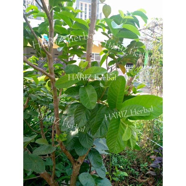 

promo daun jambu biji segar herbal