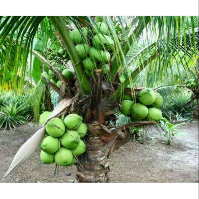 Bibit Tanaman Buah Kelapa Pandan Wangi Thailand Import